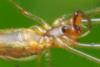 Tetragnatha sp.